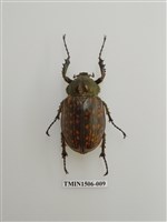 藏品(金龜子科(十二))的圖片